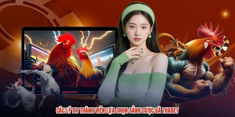 Các lý do thành viên lựa chọn sảnh cược gà THABET Các lý do thành viên lựa chọn sảnh cược gà THABET
