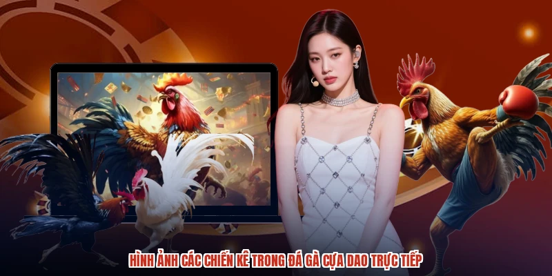 Hình ảnh các chiến kê trong đá gà cựa dao trực tiếp