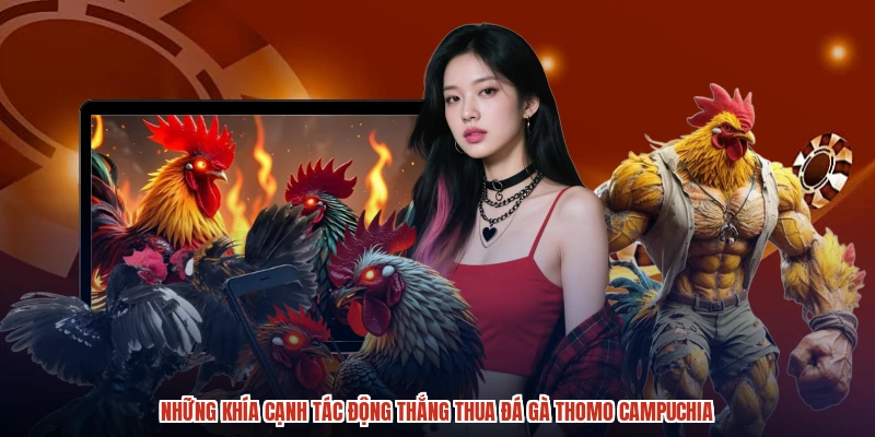 Những khía cạnh tác động thắng thua đá gà thomo Campuchia Những khía cạnh tác động thắng thua đá gà thomo Campuchia