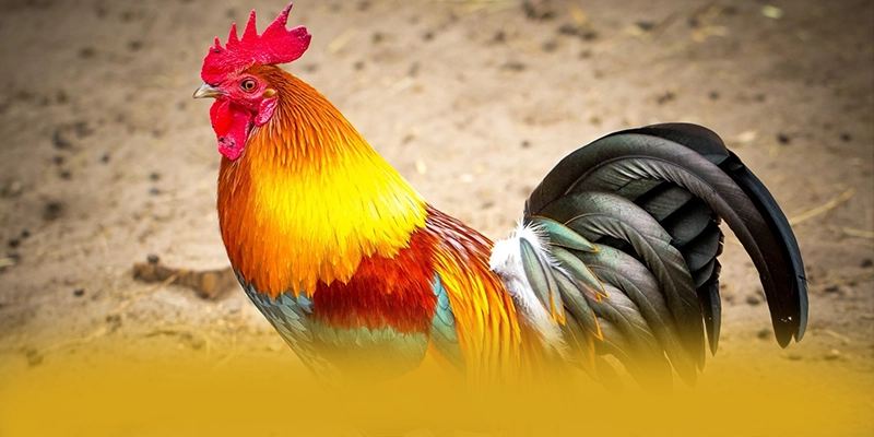 Ưu đãi khủng dành cho thành viên mới và cũ tại BET168 Ưu đãi khủng dành cho thành viên mới và cũ tại BET168