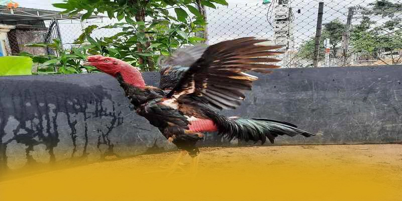 Trải nghiệm trên điện thoại di động cùng BET88 Trải nghiệm trên điện thoại di động cùng BET88